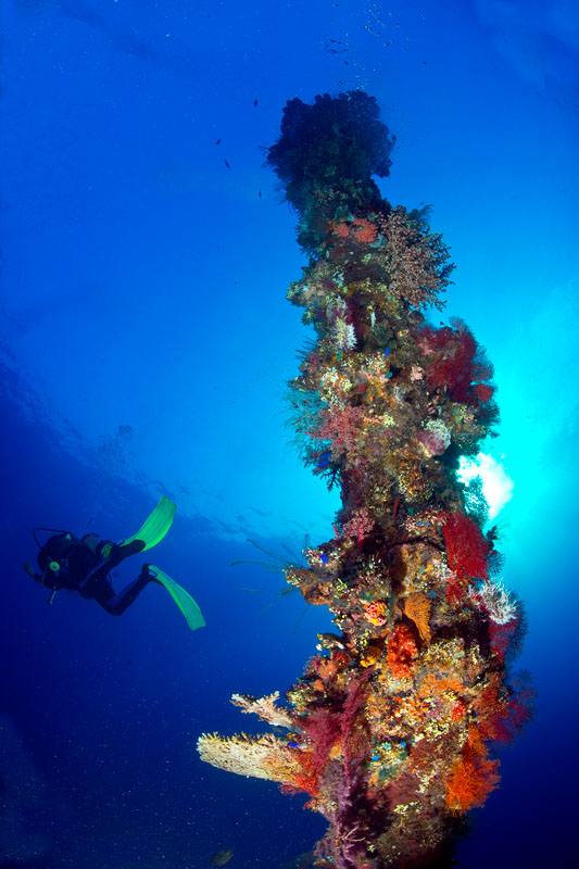 Diving in the north coast of Bali