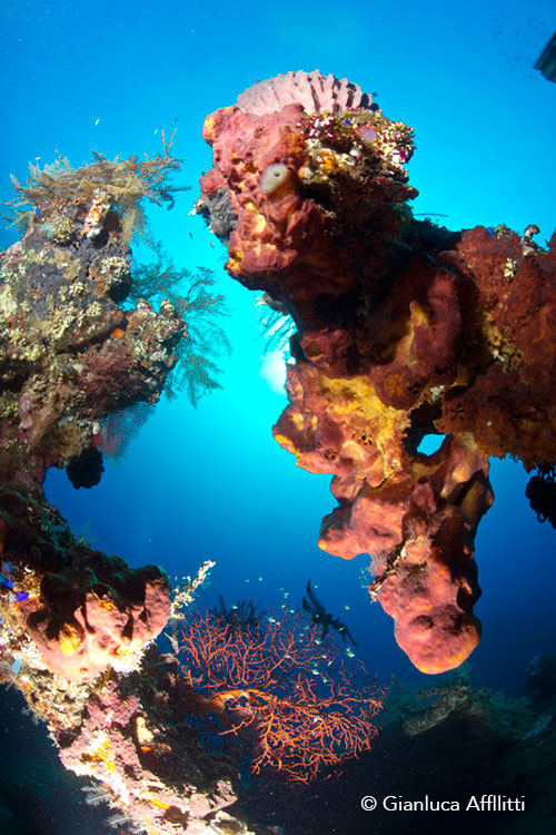Reef in Bali
