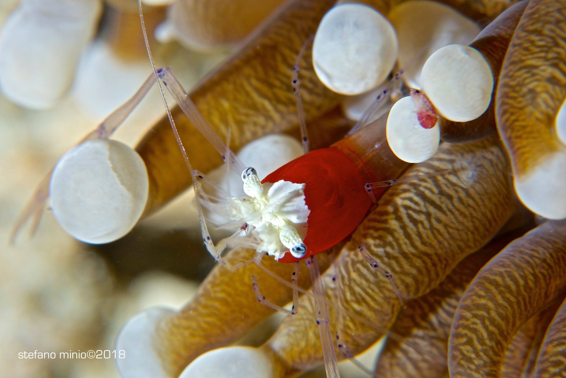 Shrimp living in anemone in Halmahera