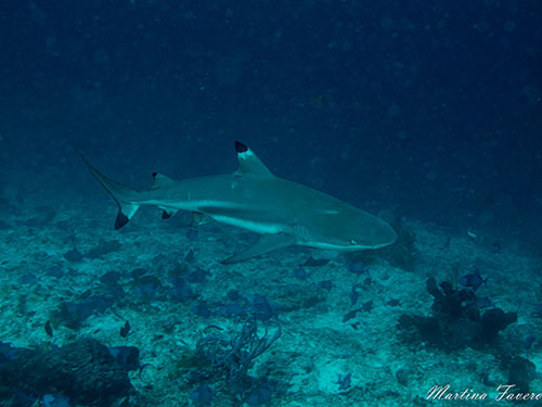 Blacktip shark in Halmahera