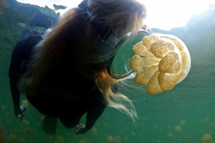 A diver swim in Palau's Jellyfish