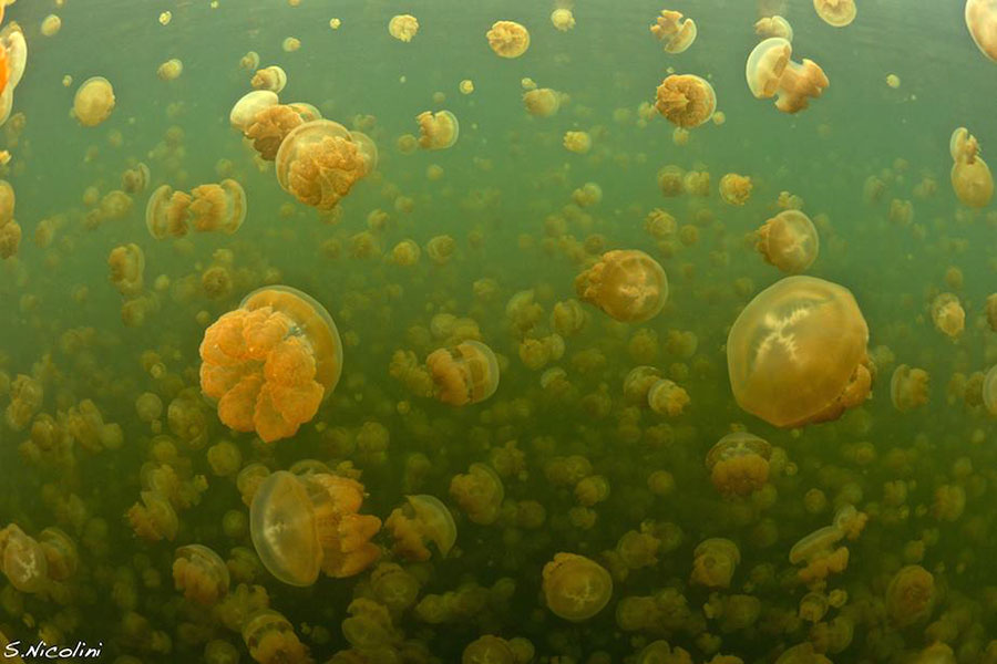 Thousands of harmless jellyfish