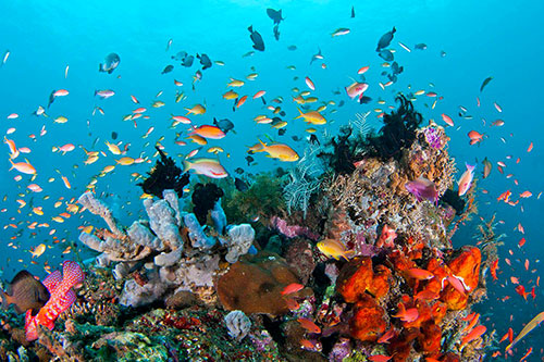 Reef of Raja Ampat with species of coral and fish