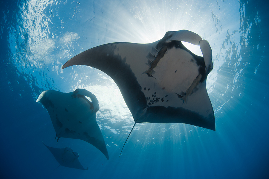 Giant mantas rays in Socorro Islands