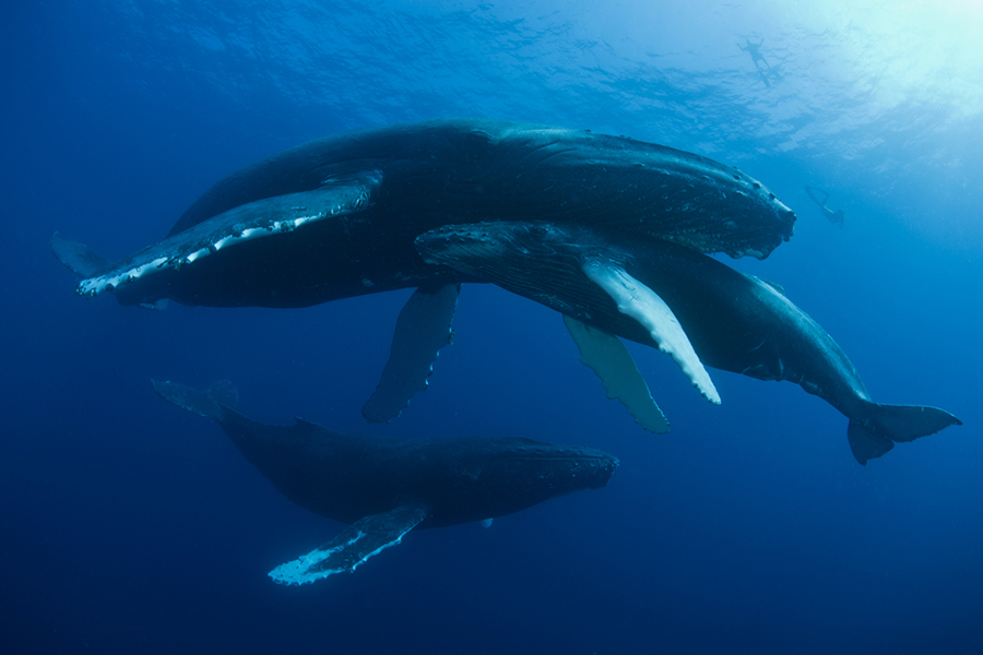 Humpback whales in Socorro Islands