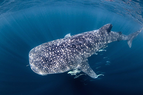 Whale sharks at Triton Bay Divers resort Indonesia