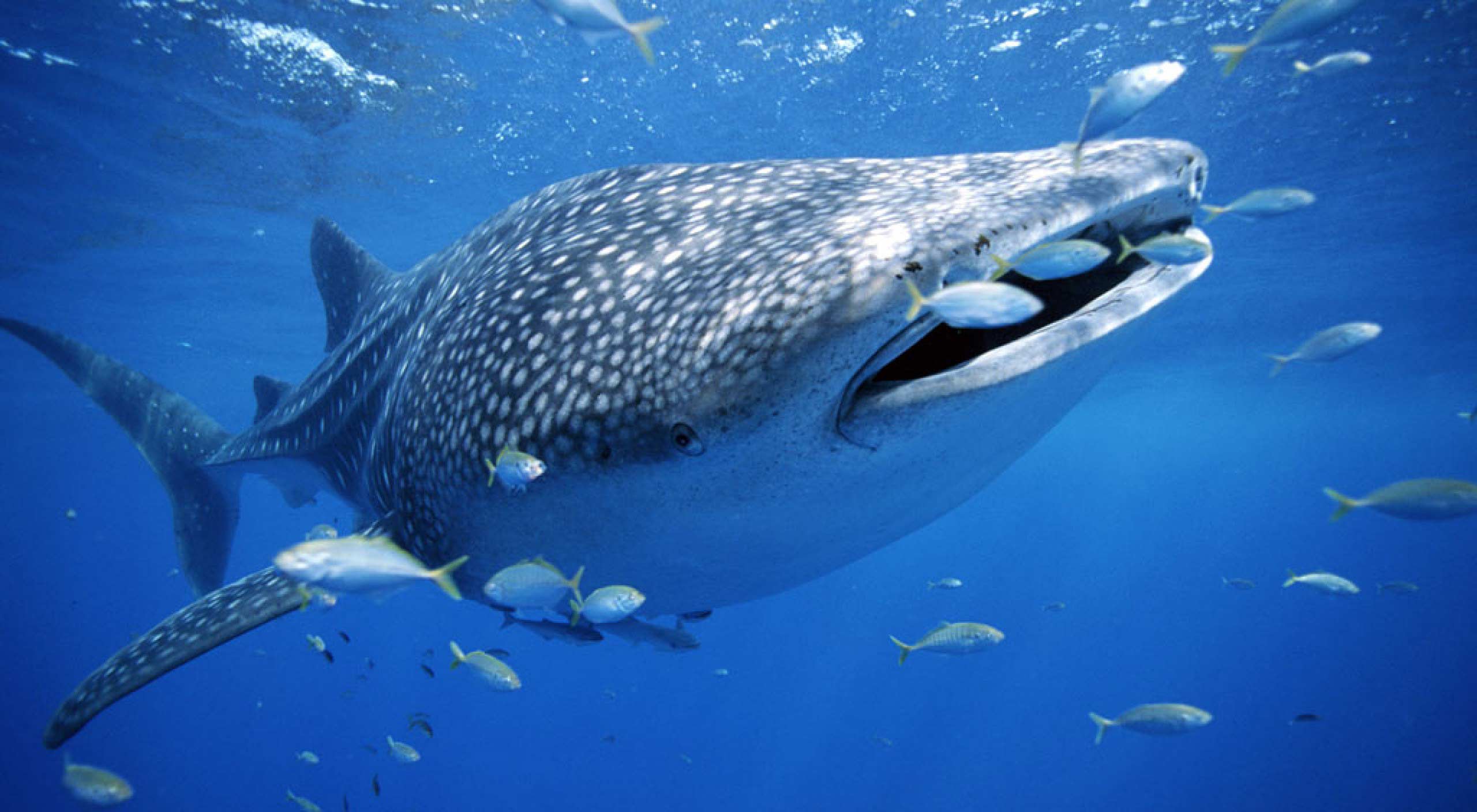 World class dive destinations - Whale Shark encounters