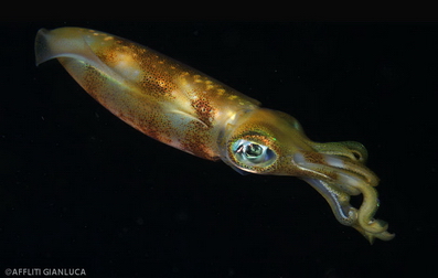 diving_banda_sea