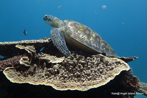 Sea turtle in Komodo reef