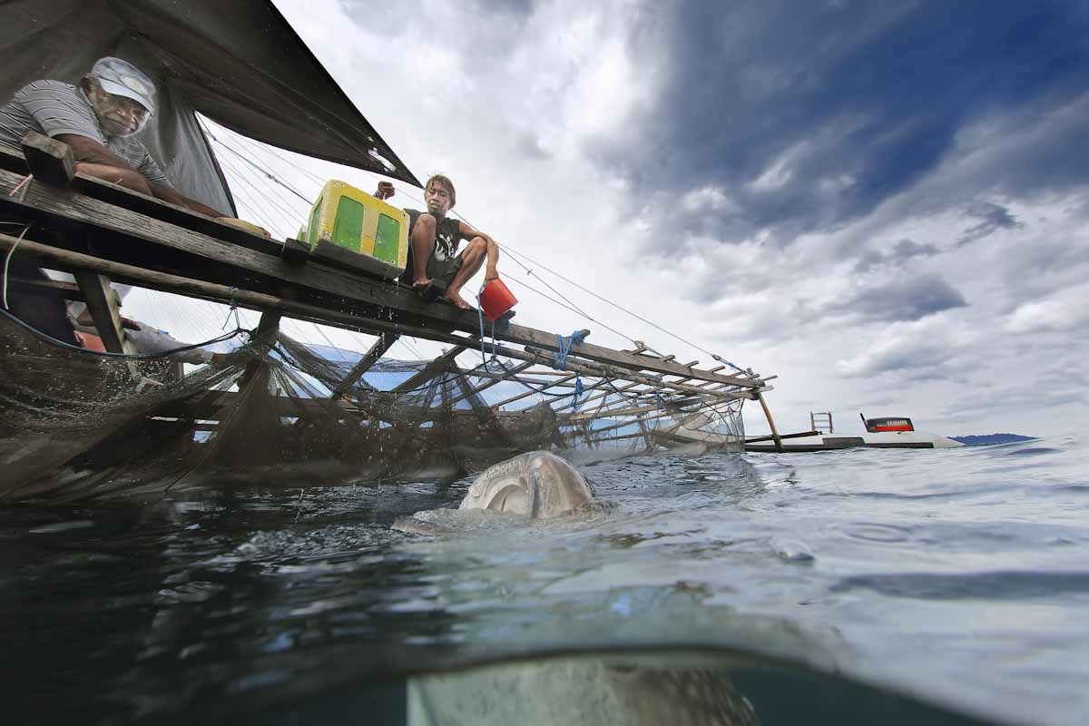 Whale shark and bagan in Derawan