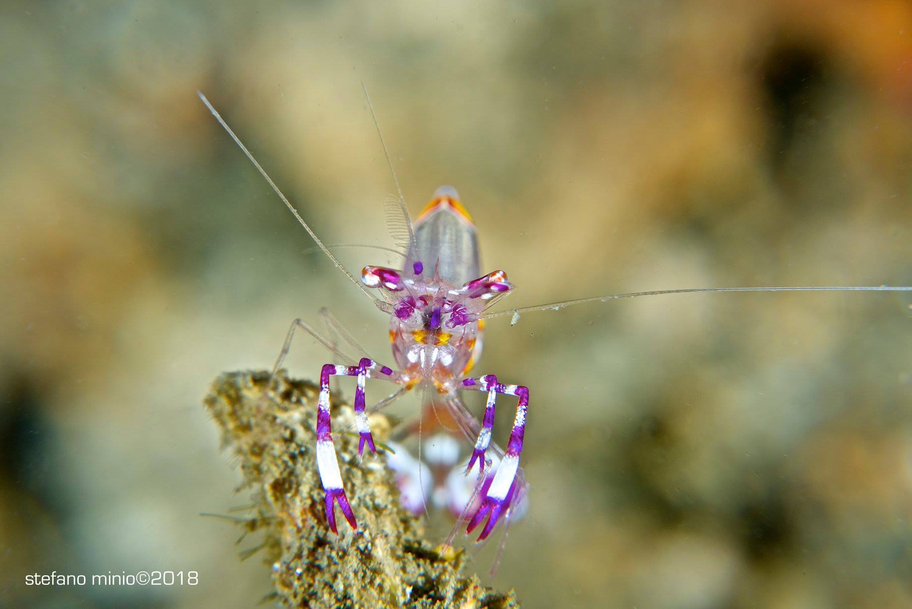Halmahera's cleaner shrimp
