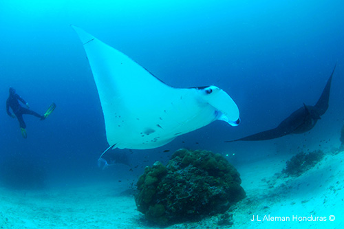 Diver and giant oceanic mantas at Mansuar clean station in Dampier Strait