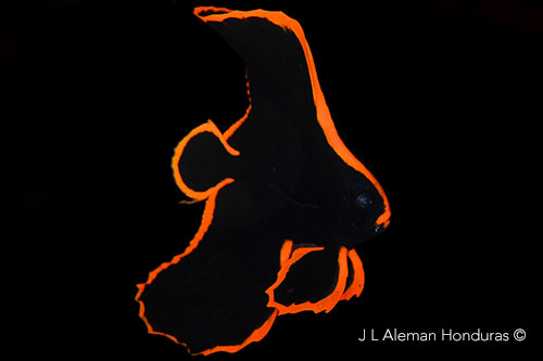 Juvenile batfish at night dive in Raja Ampat