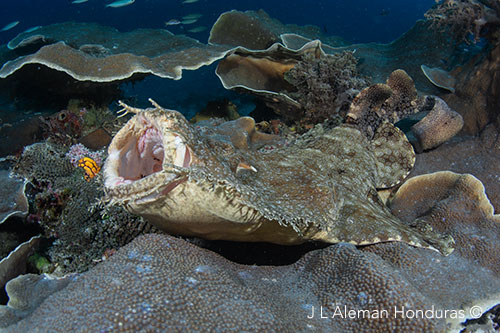 Wobbegong shark in Raja Ampat reefs