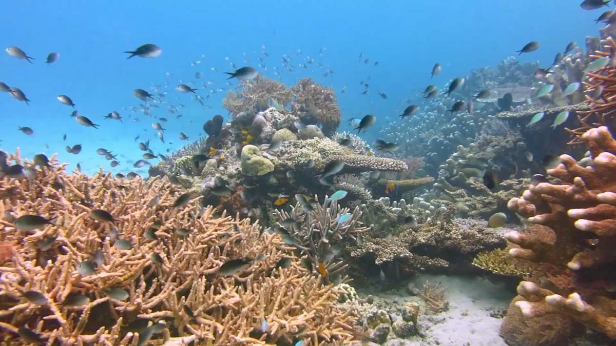 Lucipara Islands reef