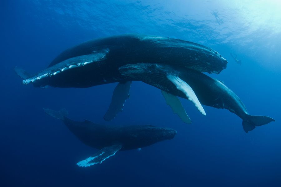 Humpback whales in Socorro Islands