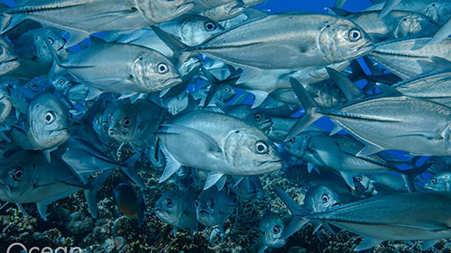 Cruceros buceadores en Islas Salomon