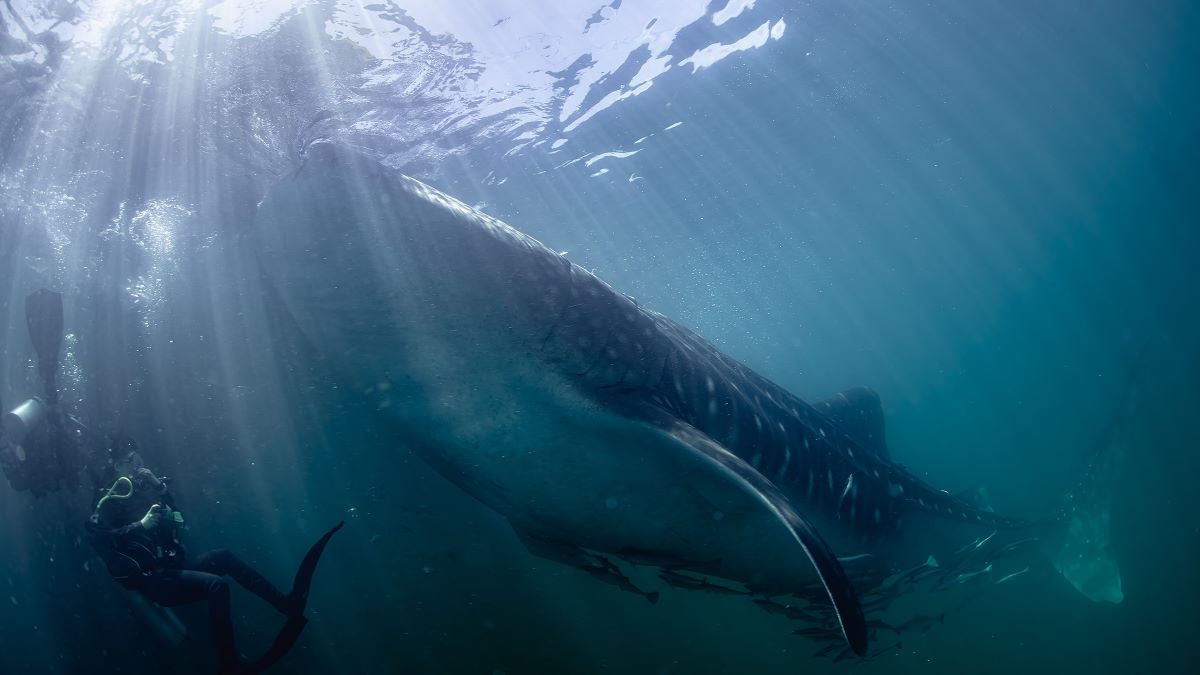 Scuba divers and whale sharks in Triton Bay Rhincodon typus or whale shark