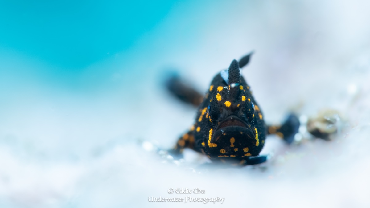 The frogfish is a master-of-disguise ambush predator of Indonesia Frogie fish or Antennariidae