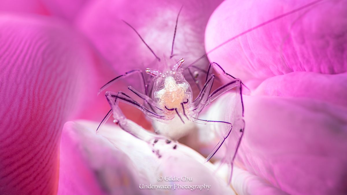 Transparent cleaner shrimp living in symbiosis with anemone Transparent cleaner shrimp in anemone
