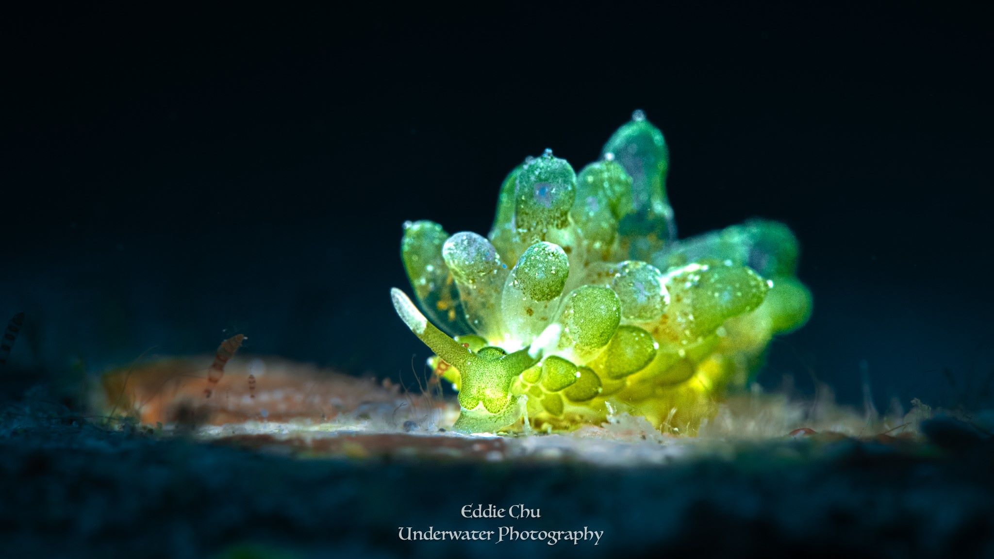 Sea slug, kind of green leaf spotted in Banda Sea Sea slug spotted in Banda Sea