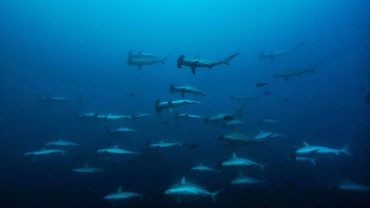 Massive schools of scalloped hammerhead sharks in Banda Sea School of hammerhead sharks in Banda Sea