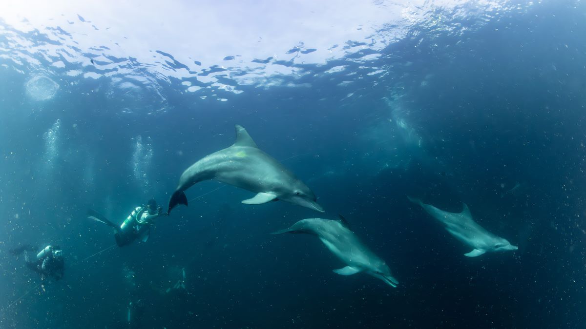 Dol[hins and divers interacting underwater in Indonesia Dolphins and scuba divers in Triton Bay