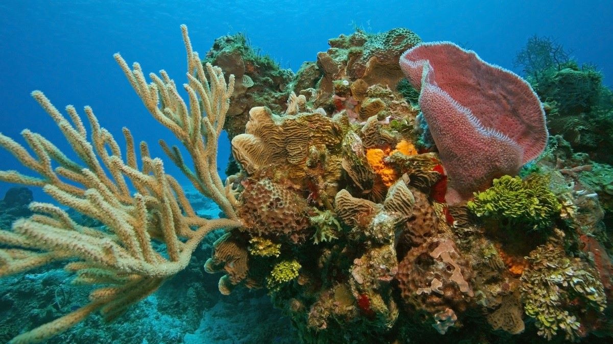 The subaqueous environment of beautiful corals in the house reef of Awera Resort in the Mentawais Coral reef environment around Awera Resort in the Mentawai Islands