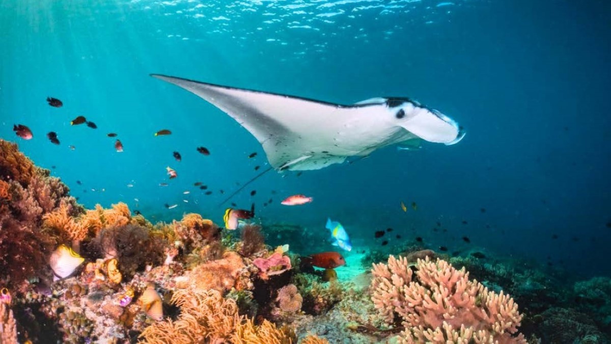 Manta ray in the surroundings of Awera resort in the Mentawais A manta ray crosses the house reef of Awera Resort in the Mentawai Islands
