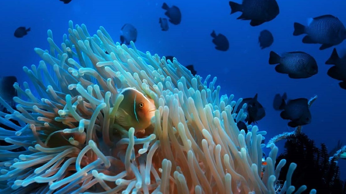 The submarine environment around Awera Resort features expansive coral reef systems Anemone and coral reef fish at the house reef of Awera Resort in the Mentawais
