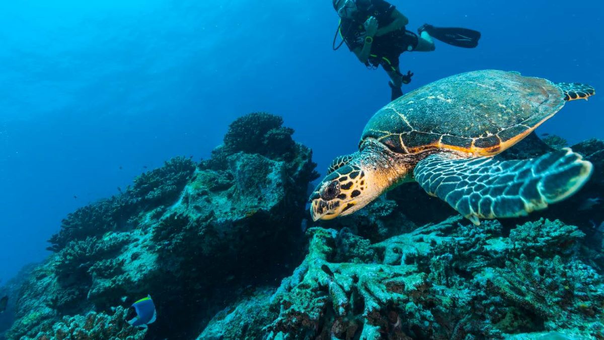 Sea turtle sightings at Awera Resort are very frequent Scuba diver and sea turtle in the seabeds around Awera Resort in the Mentawai Islands