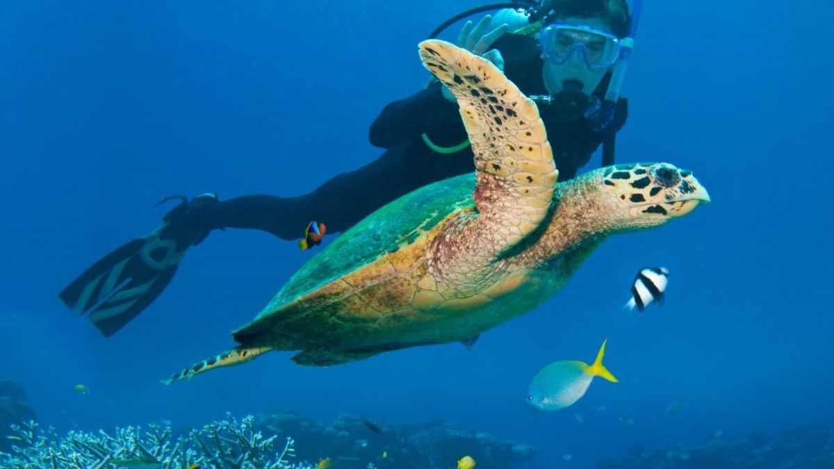 Hawksbill sea turtles is a common sighting in the reefs surrounding Awera Resort Scuba diver and Hawksbill sea turtle in the surroundings reefs of Awera Resort