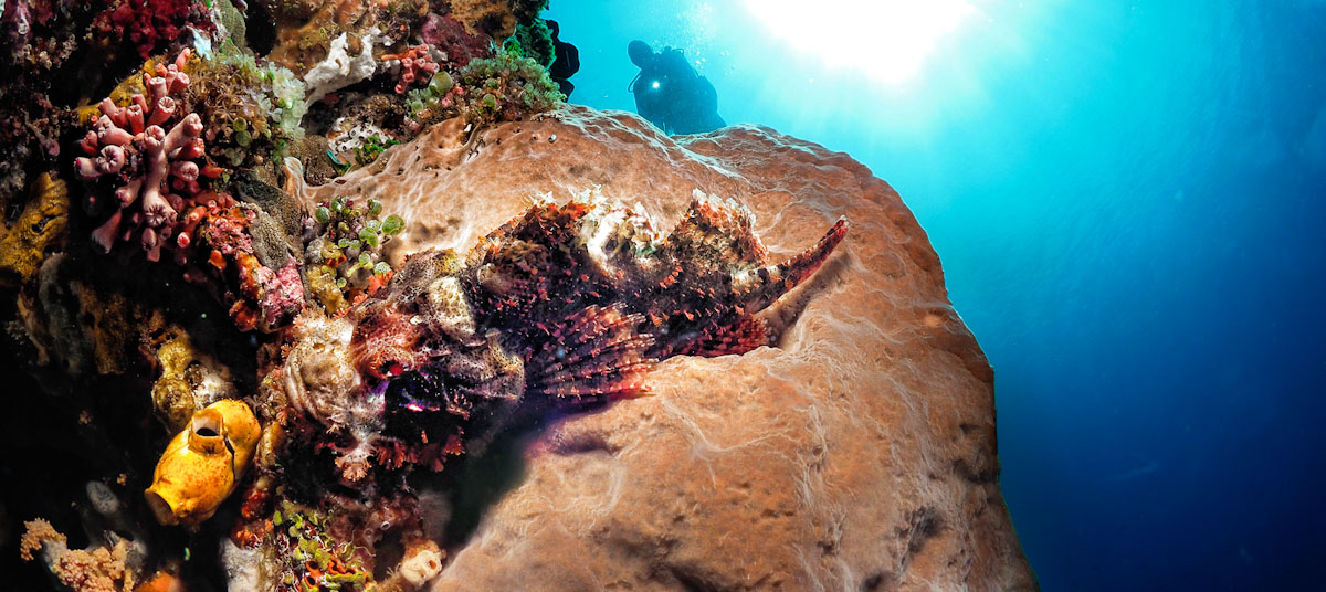 Diver and scorpion fish in Alor