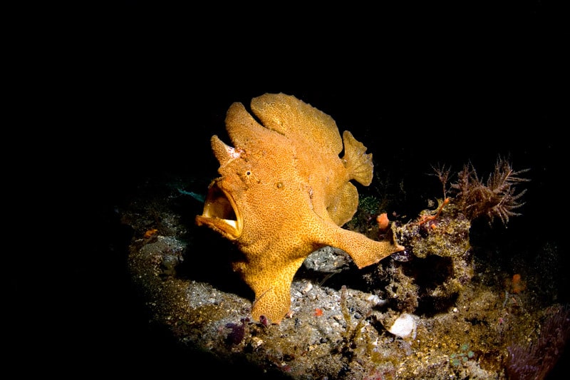 Synanceia at dive site in Alor