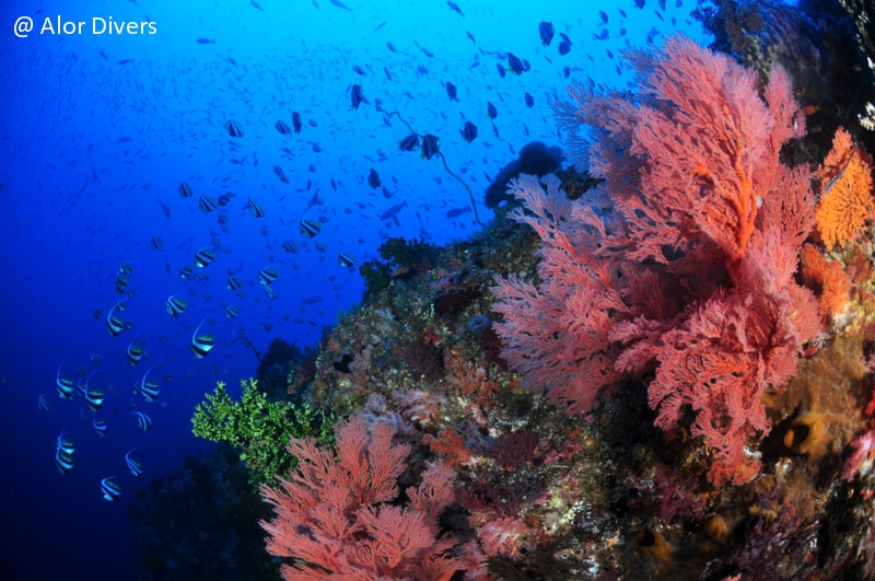Coral reef of Alor Divers Resort
