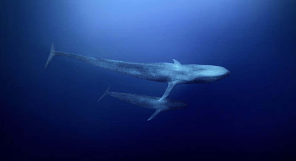 Blue whales in Alor Strait
