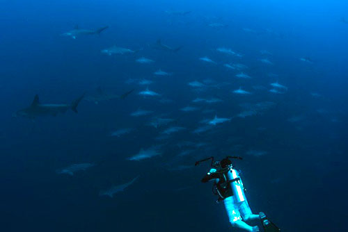 Diver and pelagic fish in Alor