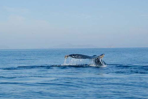 Whale watching in Alor