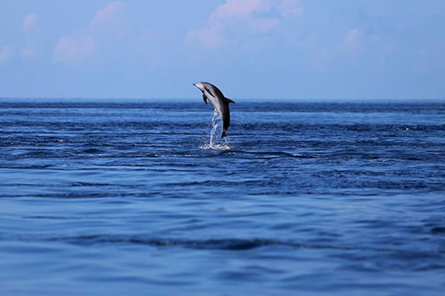 Dolphin watching in Alor