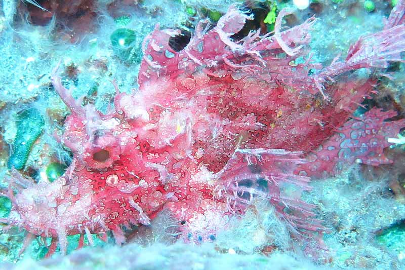 Pinkish Weedy Scorpionfish in Alor Strait