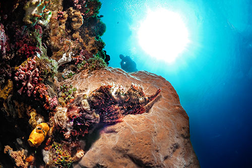 Scorpion fish and diver in Alor reef