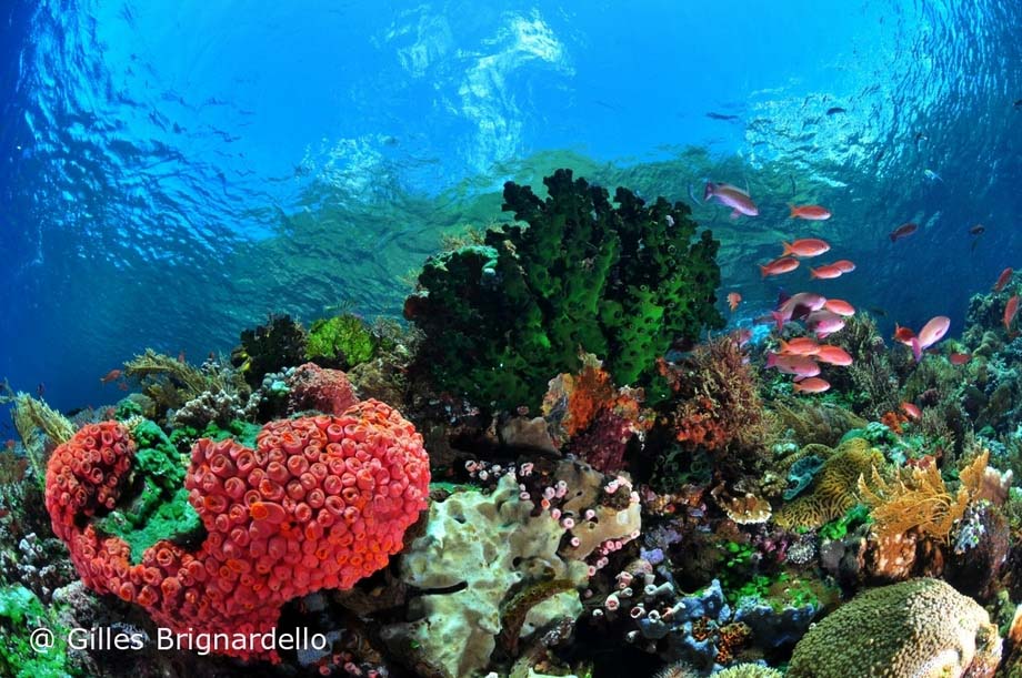Technicolor coral reefs