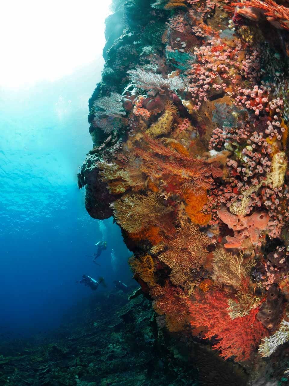 Wall dives in Alor Strait