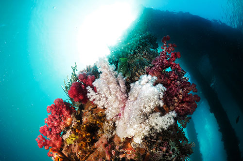 Soft corals in Alor jetty