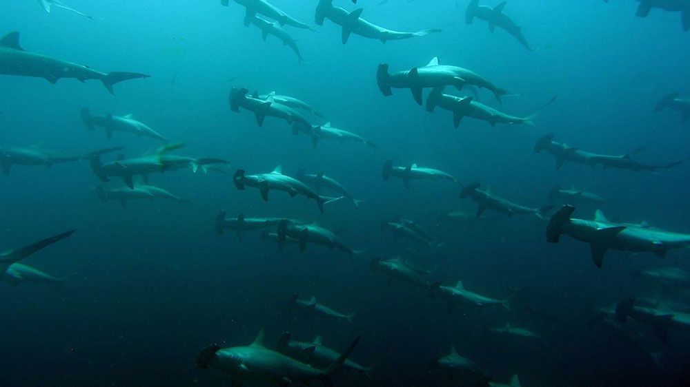 Ambai's hammerhead sharks dive cruises