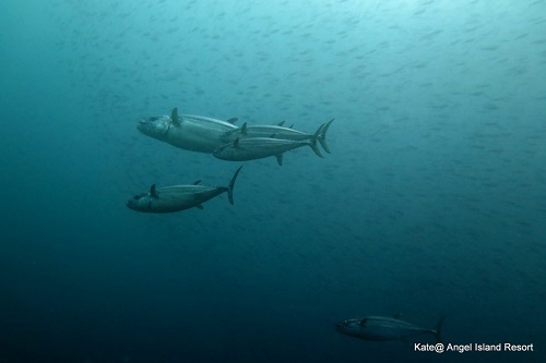 Tuna fish in Komodo