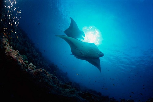 Diving with manta rays at Angel Island Eco Resort