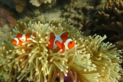 Diving with clown fish in Komodo reef