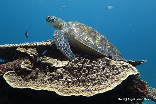 Sea turtle in Komodo reef