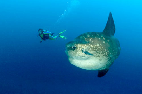 Mola Mola Sunfish and diver in Bali